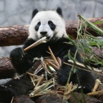 Трансляция из вольеров больших панд в Московском зоопарке заработает с 1 июля