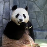 Московский зоопарк начал трансляцию из вольера бамбуковых медведей