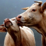 Приложение для знакомства коров создали в Великобритании 