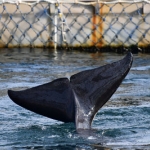 Вторую группу косаток из так называемой «китовой тюрьмы» доставили к берегу Охотского моря