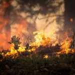Власти России не считают кризисом ситуацию с лесными пожарами в Сибири и на Дальнем Востоке